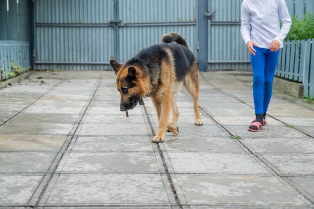 El niño le da una mano al perro. Enfoque selectivo.