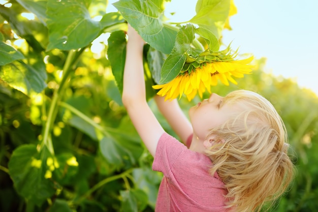 Niño en edad preescolar caminando en campo de girasoles