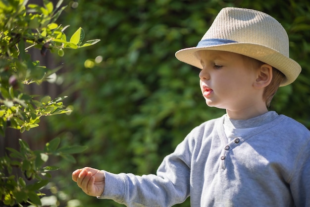 Niño con elegante sombrero de paja escoge la baya madreselva