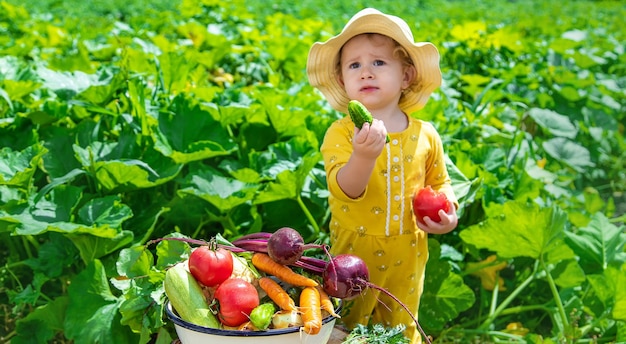 Niño en el enfoque selectivo de la huerta