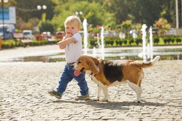 Niño está alimentando al perro beagle en el caminar