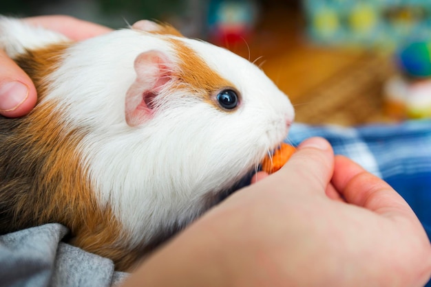 Un niño está alimentando a un conejo de indias gracioso conejo de Indias comiendo una zanahoria