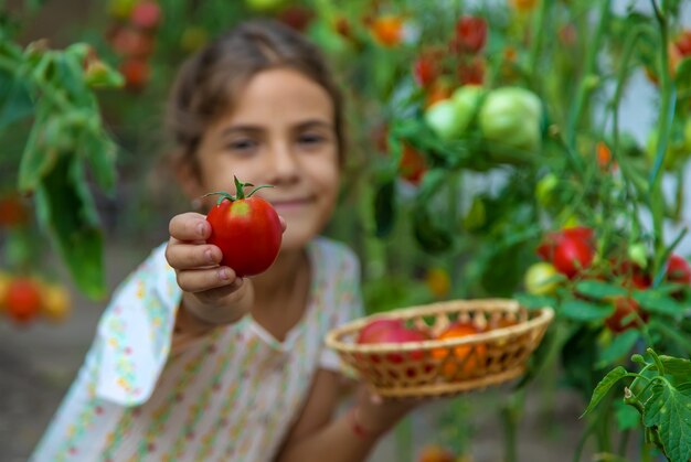 El niño está cosechando tomates. Enfoque selectivo. Niño.