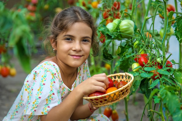 El niño está cosechando tomates. Enfoque selectivo. Niño.