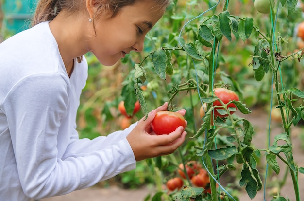 El niño está cosechando tomates. Enfoque selectivo.