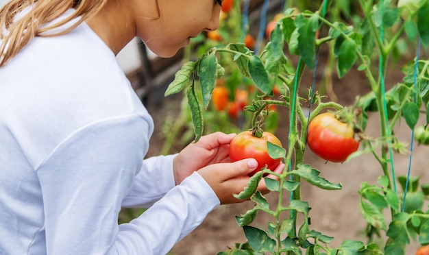 El niño está cosechando tomates. Enfoque selectivo.