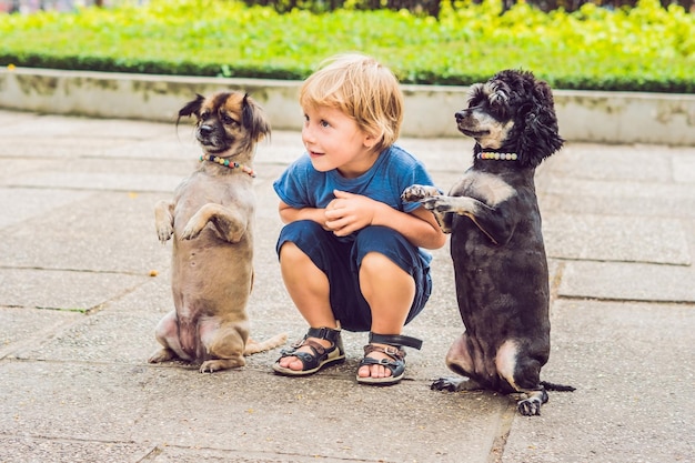 Un niño está jugando con perritos.