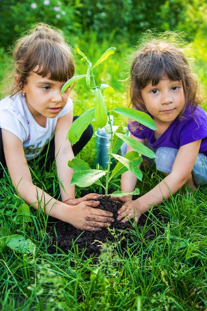 El niño está plantando un árbol juntos. Enfoque selectivo.