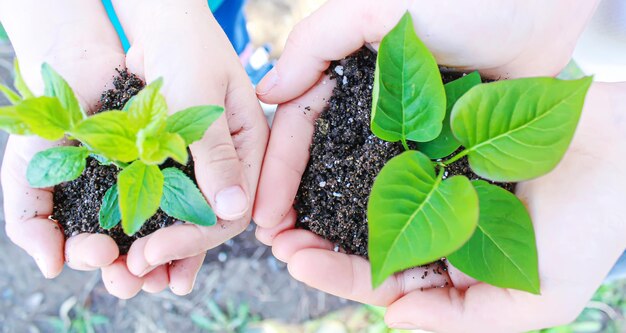 El niño está plantando ovejas en el jardín Enfoque selectivo