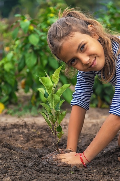 El niño está plantando una planta en el jardín. Enfoque selectivo. Naturaleza.