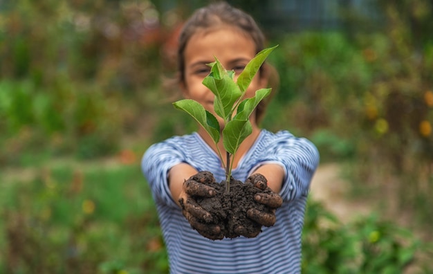 El niño está plantando una planta en el jardín. Enfoque selectivo. Naturaleza.