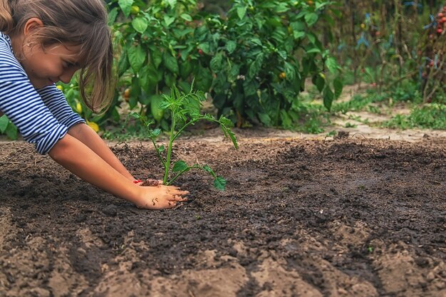 El niño está plantando una planta en el jardín. Enfoque selectivo. Naturaleza.