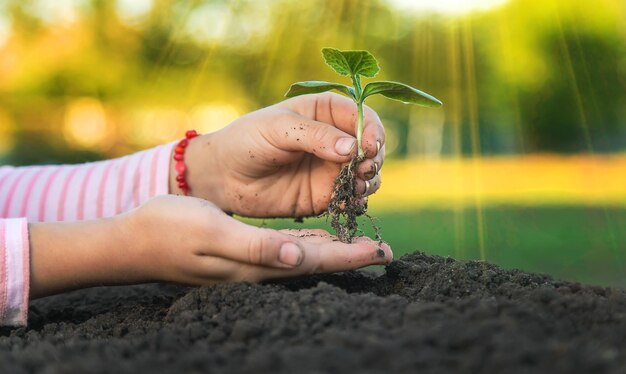 El niño está plantando una planta en el jardín Enfoque selectivo