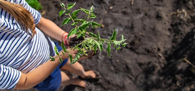 El niño está plantando una planta en el jardín Enfoque selectivo