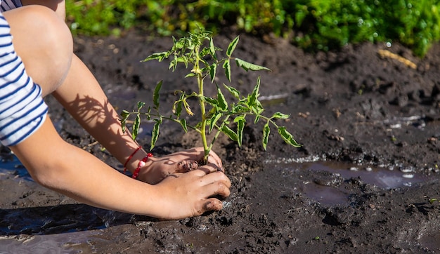 El niño está plantando una planta en el jardín Enfoque selectivo