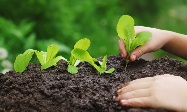 El niño está plantando una planta en el jardín.