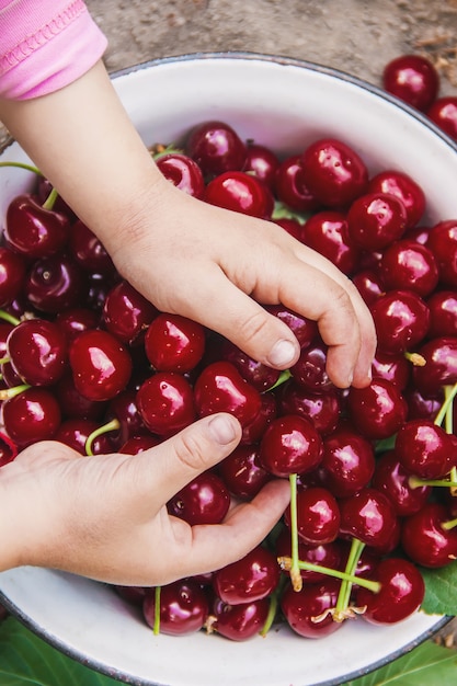 El niño está recogiendo cerezas en el jardín. Enfoque selectivo