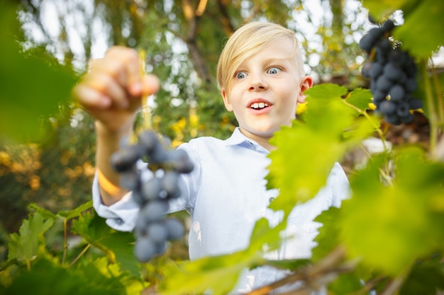 Niño feliz durante la recolección de la uva en un jardín.