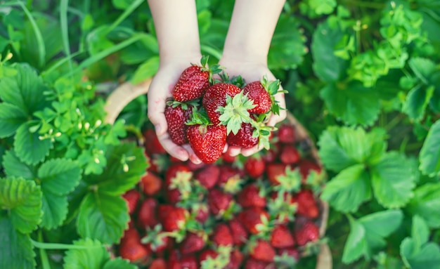 Un niño con fresas en las manos.