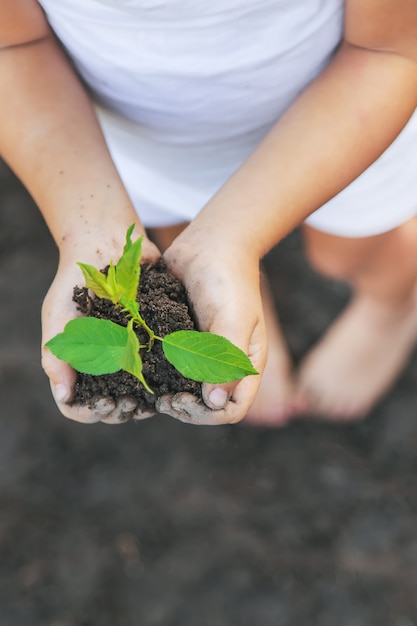 Un niño en el jardín planta una planta.