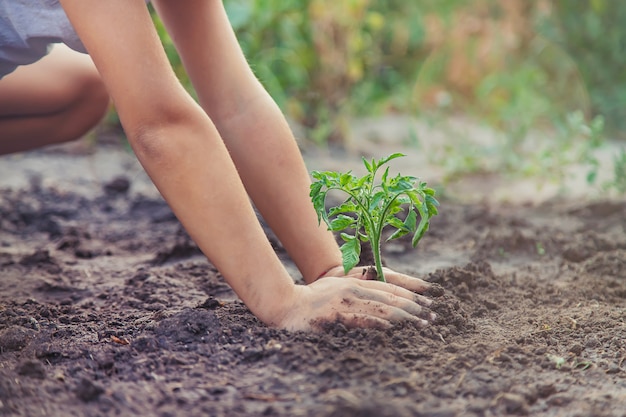 Un niño en el jardín planta una planta.