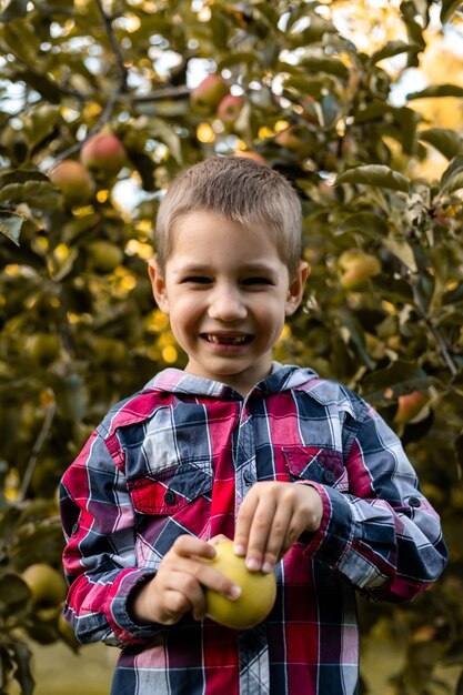 Un niño en el jardín recoge manzanas en una canasta infancia en el campo