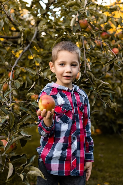 Un niño en el jardín recoge manzanas en una canasta infancia en el campo