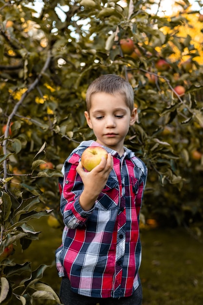 Un niño en el jardín recoge manzanas en una canasta infancia en el campo