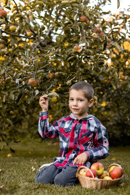 Un niño en el jardín recoge manzanas en una canasta infancia en el campo