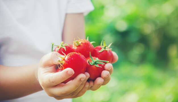 Un niño en un jardín con tomates.