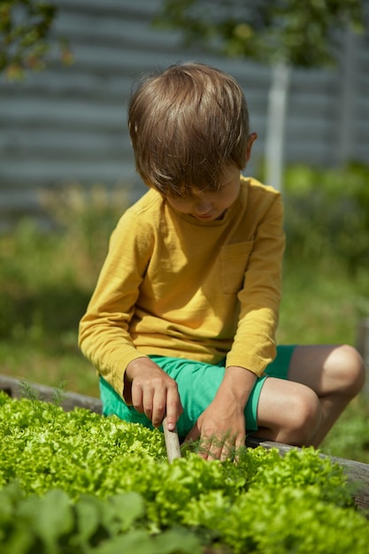 Niño jardinero en un jardín de lechugas en el patio trasero o en la granja