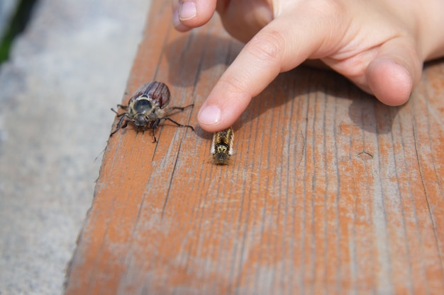 Foto un niño juega con una oruga y un escarabajo de mayo. ella toca su mano y acaricia sus espaldas.