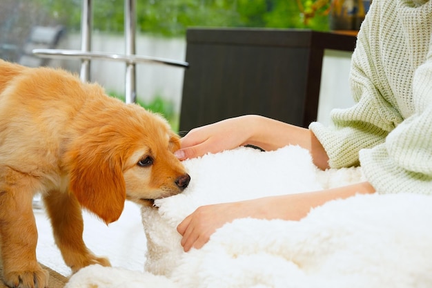 Un niño con un lindo cachorro Niña con un cachorro dorado hovawart en casa lindo cachorro de guardia