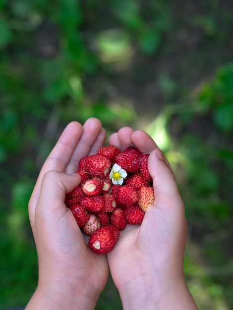 Niño mano cosechando fresas en verano Vertical