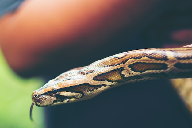 Foto niño mano sosteniendo serpiente boa, halloween