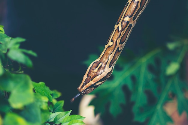 Niño mano sosteniendo serpiente boa, Halloween