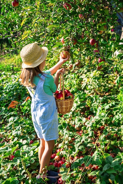 Niño con una manzana. Enfoque selectivo Jardín.