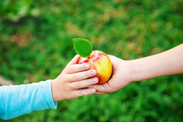 Niño con una manzana. Enfoque selectivo Jardín.