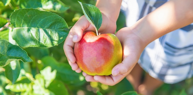 Niño con una manzana en el jardín