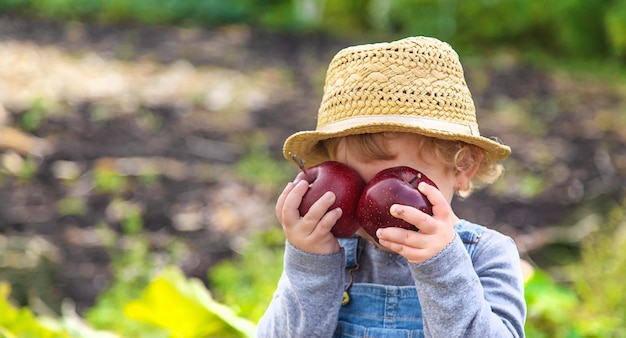 Niño con manzanas en el jardín Enfoque selectivo