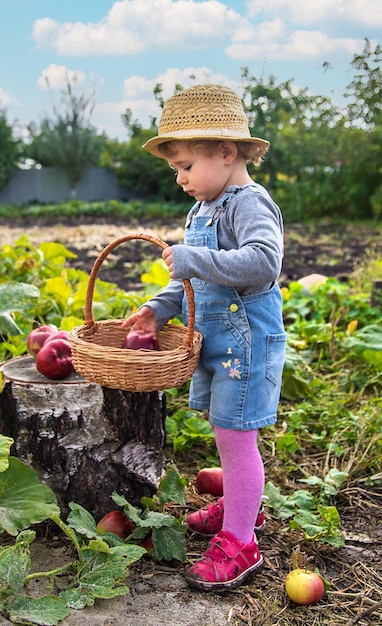 Niño con manzanas en el jardín Enfoque selectivo