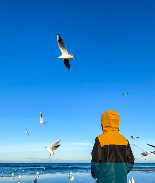 Niño mar y pájaros Un niño pequeño camina en un día soleado y frío a lo largo de la orilla del mar Gaviotas blancas contra el cielo azul