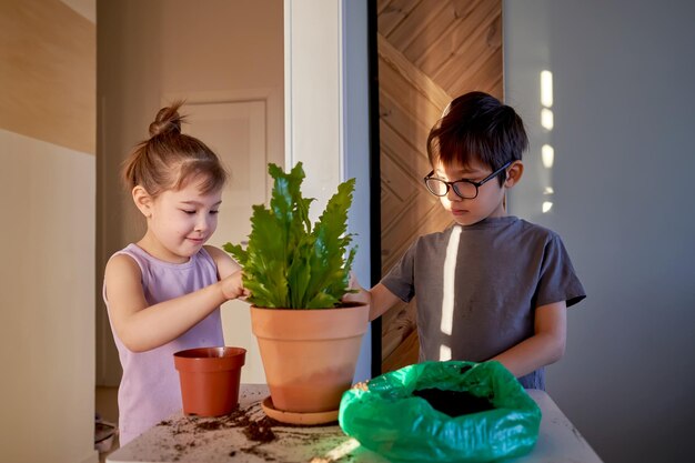 Foto un niño y una niña están trasplantando una planta doméstica en una olla nueva