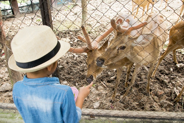 Niño niño mirando y alimentando a los ciervos en el zoológico.