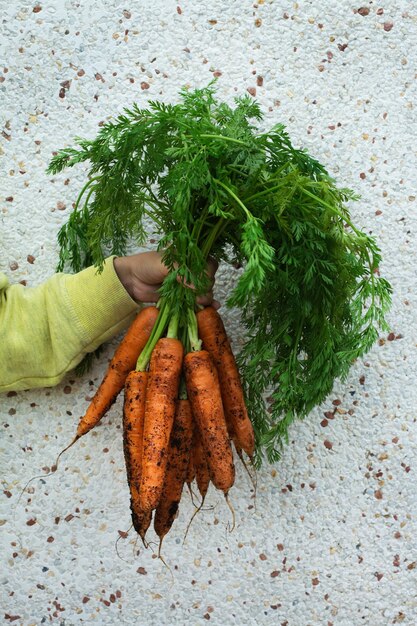 Niño, niño, niño sosteniendo en las manos una cosecha casera de zanahorias naranjas frescas. Jardín privado, huerta, economía natural, hobby y concepto de ocio.