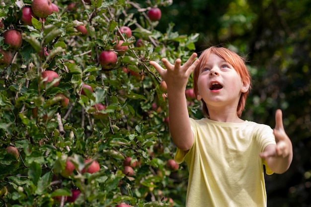 Niño de nueve años en un huerto de manzanas