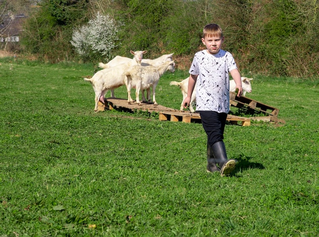 Un niño de ocho años camina junto a cabras pastando