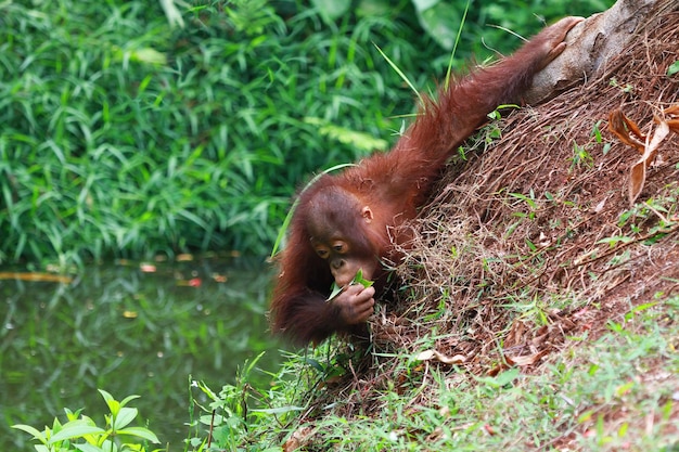 Foto niño orangután junto al río está comiendo hojas