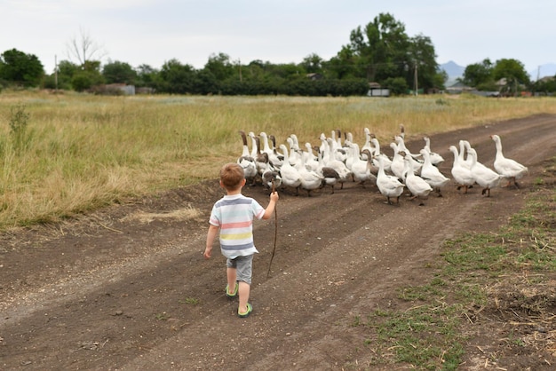 Un niño pasta pichones blancos en la granja