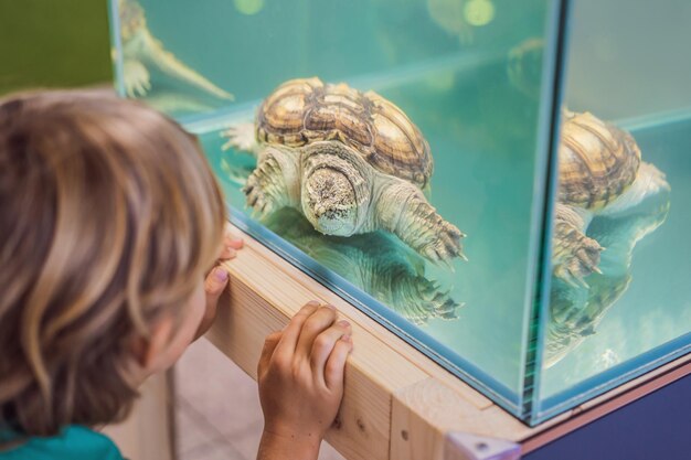 Niño pequeño admirar grandes tortugas en terrario a través del cristal